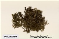 藏品(塔苔)的圖片